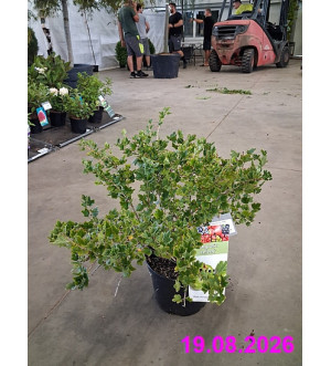 Ribes uva-crispa 'Invicta' C 5 L